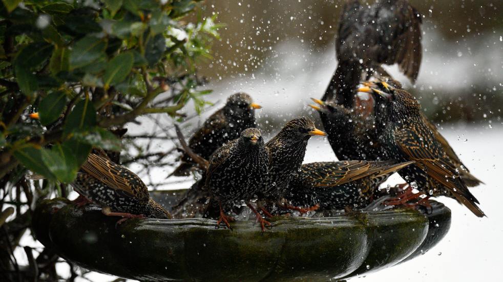 birds in birdbath hero